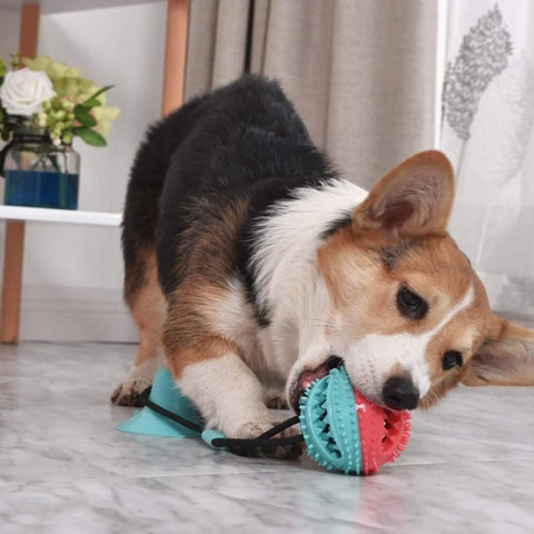 Treat Dispensing Dog Pull Toy