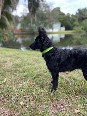 Biothane Buckle Dog Collar