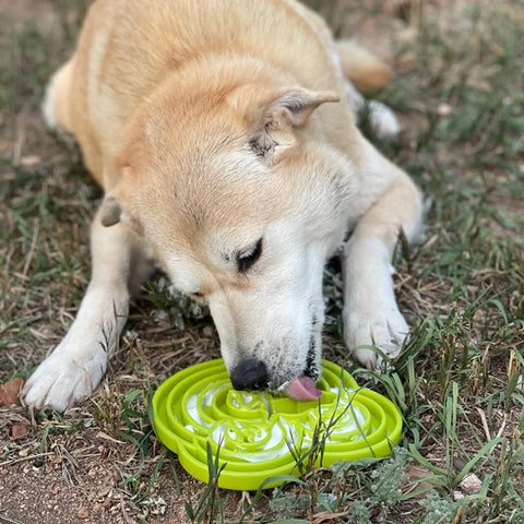 Water Frog Design eTray Enrichment Tray for Dogs